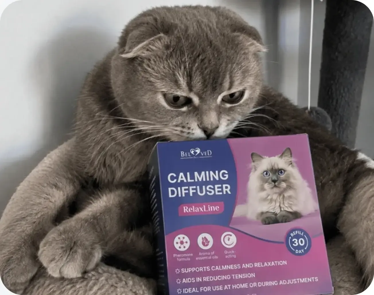 Creator filming a Beloved Pets product with a pet