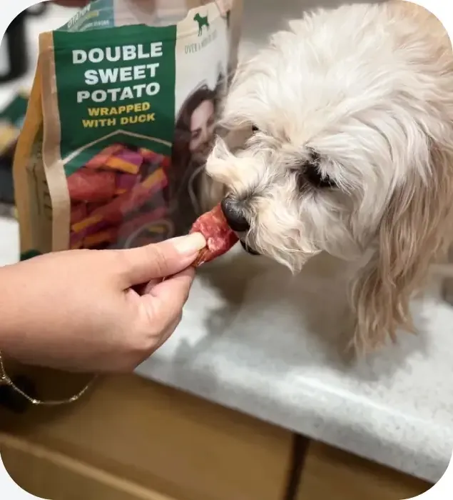 Dog posing with a Beloved Pets product box